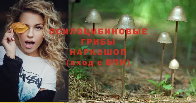 Галлюциногенные грибы Psilocybe  Дно 